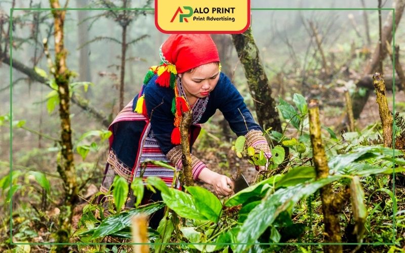 Hái Lá Thuốc Và Tắm Lá Thơm