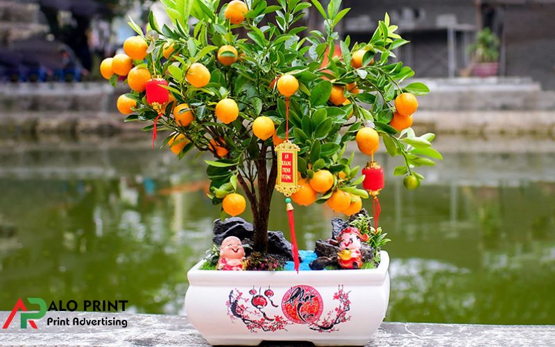 Hướng dẫn chăm sóc cây quất để giữ lộc suốt năm Hướng dẫn chăm sóc cây quất để giữ lộc suốt năm