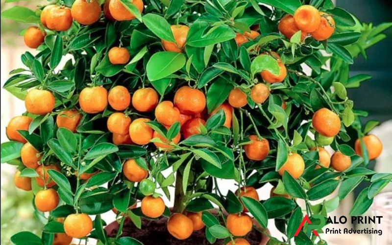 Màu sắc quả quất và ý nghĩa về tài lộc Màu sắc quả quất và ý nghĩa về tài lộc