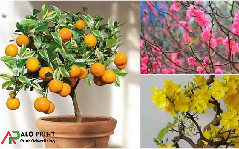 Tập tục chưng cây quất cùng đào, mai trong ngày Tết Tập tục chưng cây quất cùng đào, mai trong ngày Tết