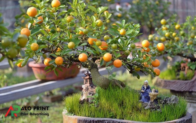 Câu chuyện dân gian và giá trị tinh thần gắn với cây quất Câu chuyện dân gian và giá trị tinh thần gắn với cây quất