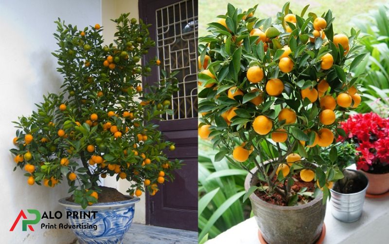 Nguồn gốc và truyền thống chưng cây quất ngày Tết ở Việt Nam Nguồn gốc và truyền thống chưng cây quất ngày Tết ở Việt Nam